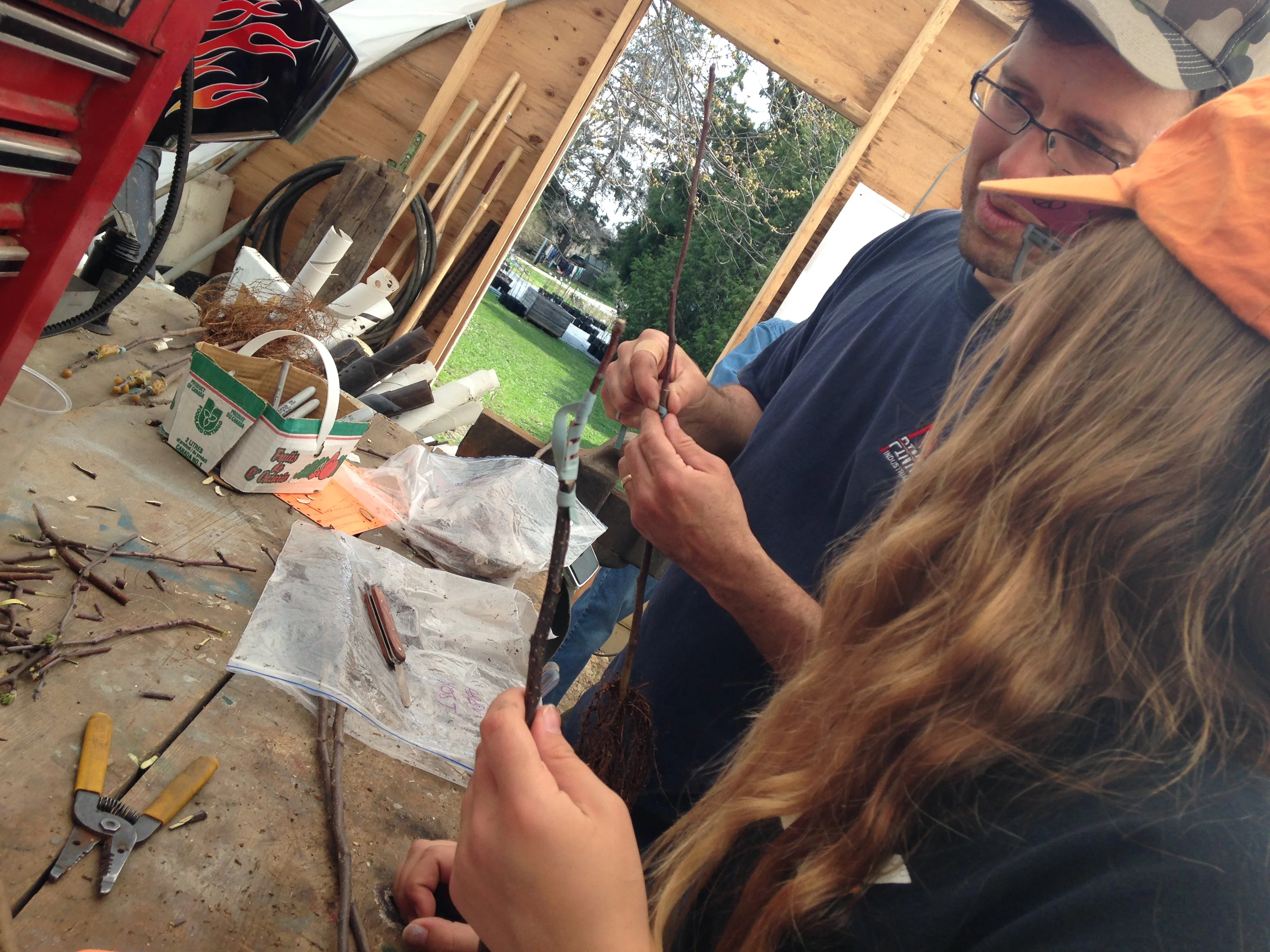 Apple Grafting Workshop (In-Person) - Image 3